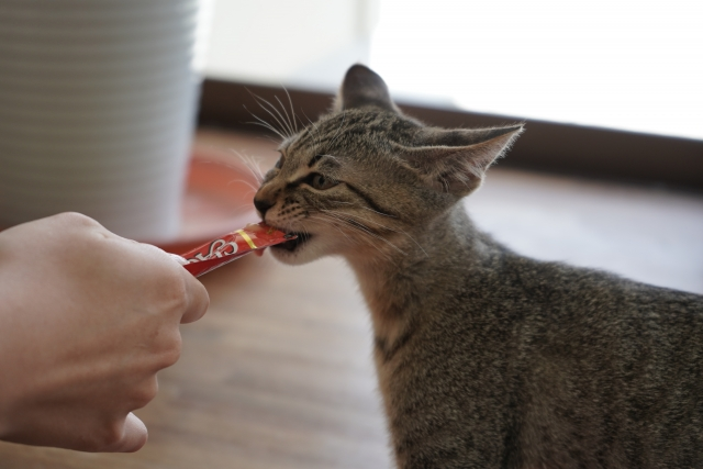 糖尿病の猫にちゅーるをあげても平気？