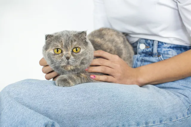 なぜ飼い主と一緒に寝たがるのか